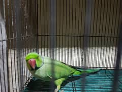 Green neck parrort looking for new home