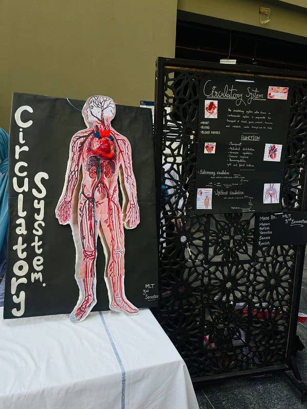 Circulatory System Working Model 0