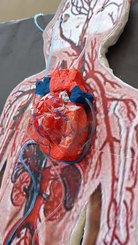 Circulatory System Working Model 1
