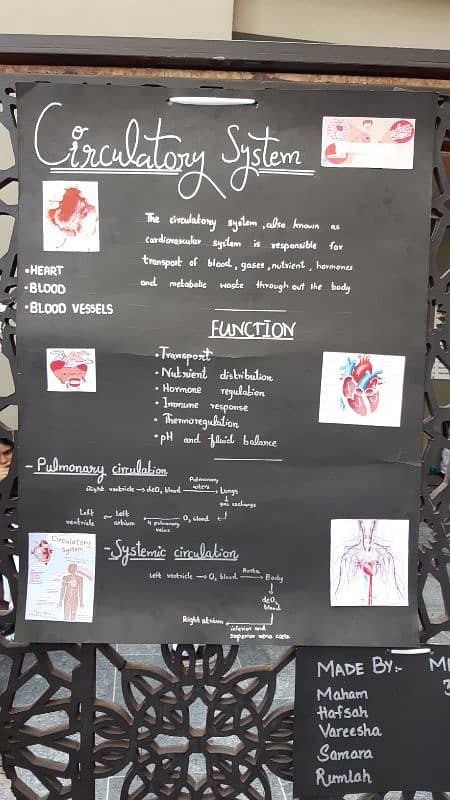 Circulatory System Working Model 2