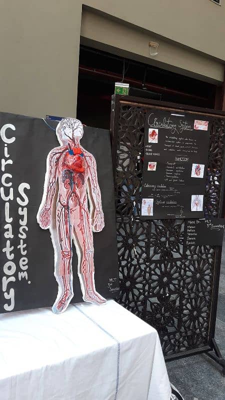 Circulatory System Working Model 3