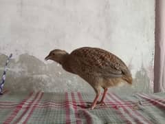 Dakhni female 03217829972