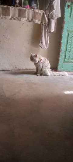 parshean