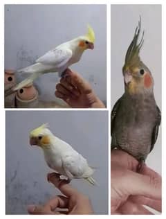 HandTame