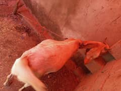 2 dant khassi Bakra ready for qurbani 2025