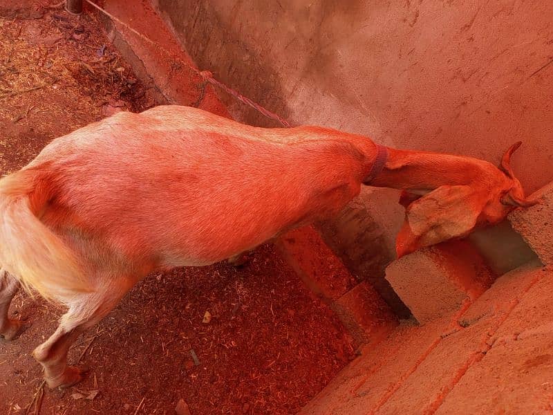 2 dant khassi Bakra ready for qurbani 2025 1