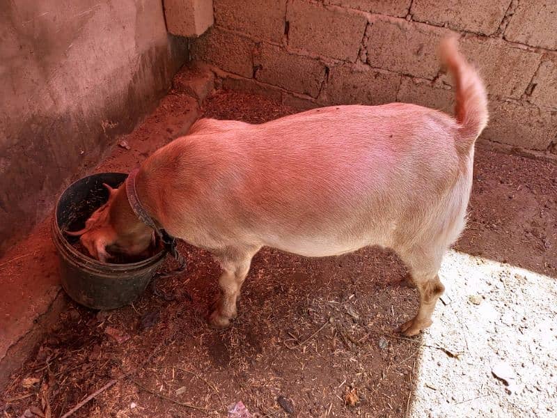 2 dant khassi Bakra ready for qurbani 2025 3