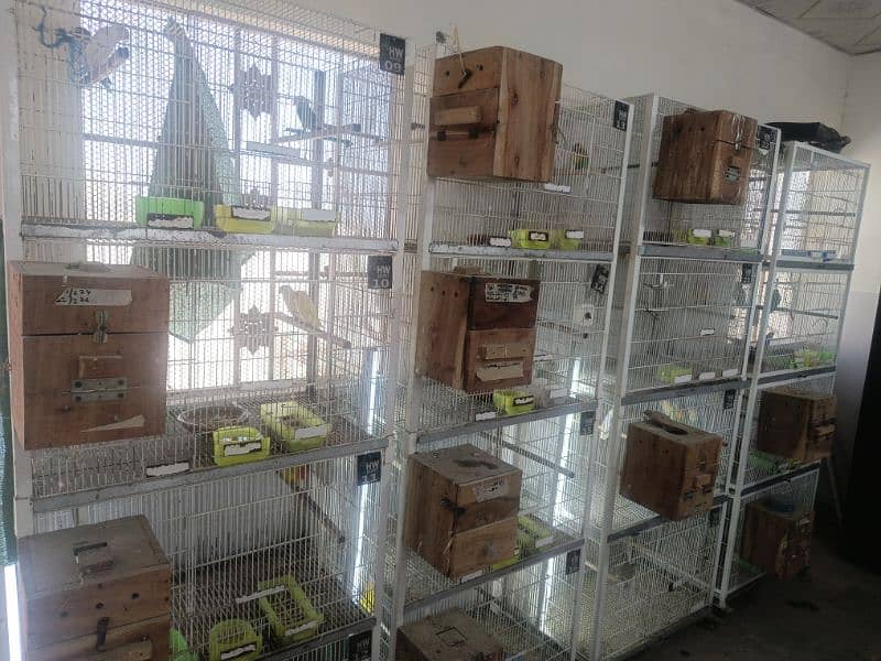 all setup for sale.  love birds pale fellow java albino.   urgent 6
