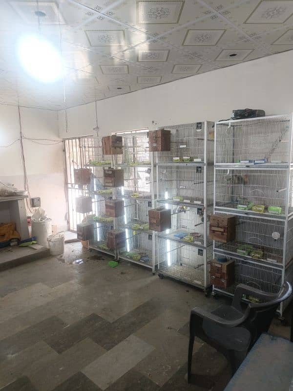 all setup for sale.  love birds pale fellow java albino.   urgent 7
