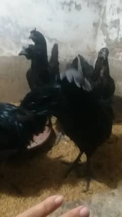ayam