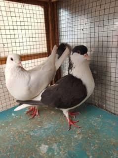 Sherazi pigeon/lucki pigeon for sale 2 pair