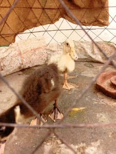 duck