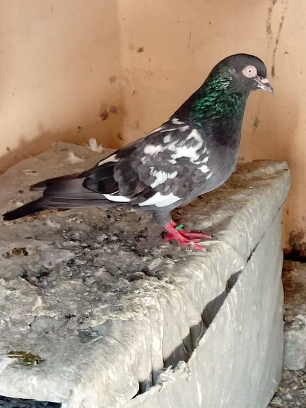 baridar jora or acha jora 2