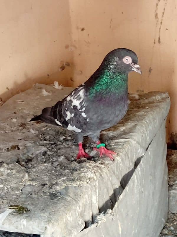 baridar jora or acha jora 4