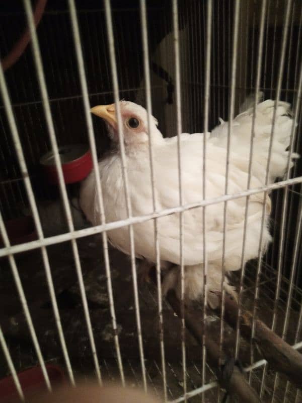 mottled bantam top quality with white female 3.5 months 3