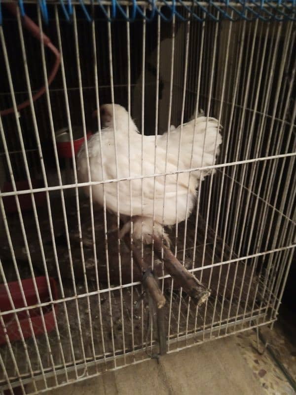 mottled bantam top quality with white female 3.5 months 5