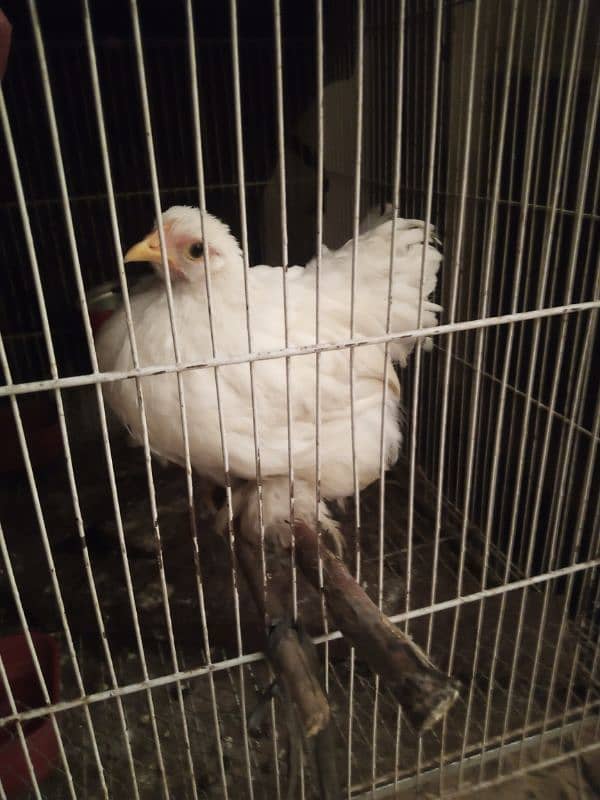 mottled bantam top quality with white female 3.5 months 6