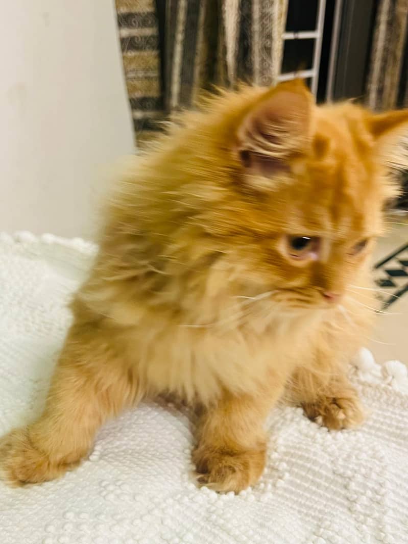 Persian Cat // triple coat kitten // Persian kitten // Semi punch face 12