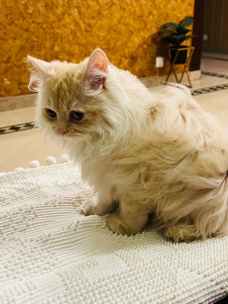 Persian Cat // triple coat kitten // Persian kitten // Semi punch face 1