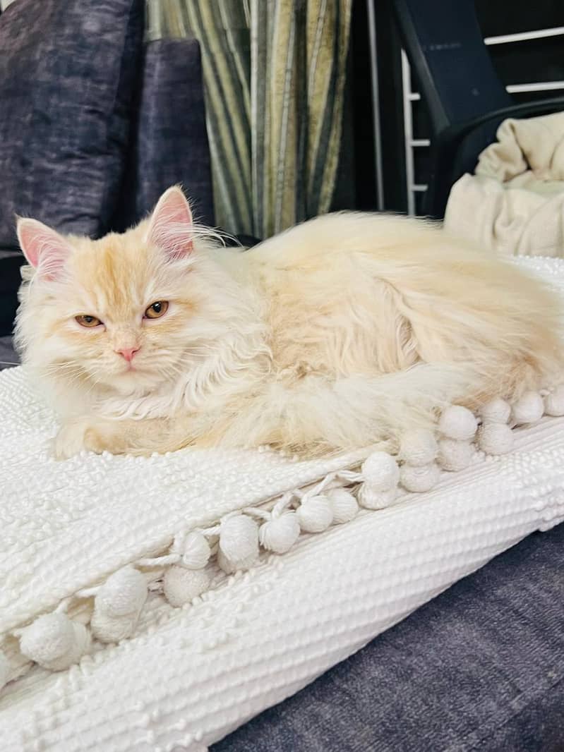 Persian Cat // triple coat kitten // Persian kitten // Semi punch face 5