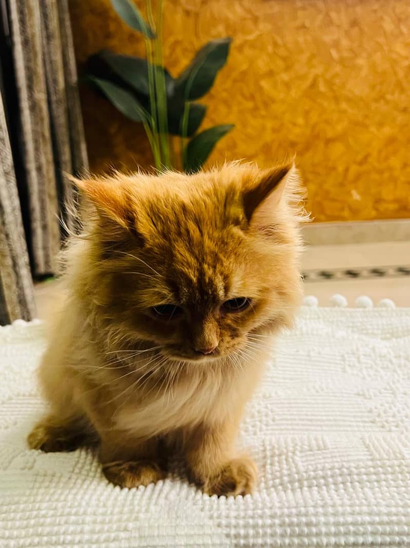 Persian Cat // triple coat kitten // Persian kitten // Semi punch face 10