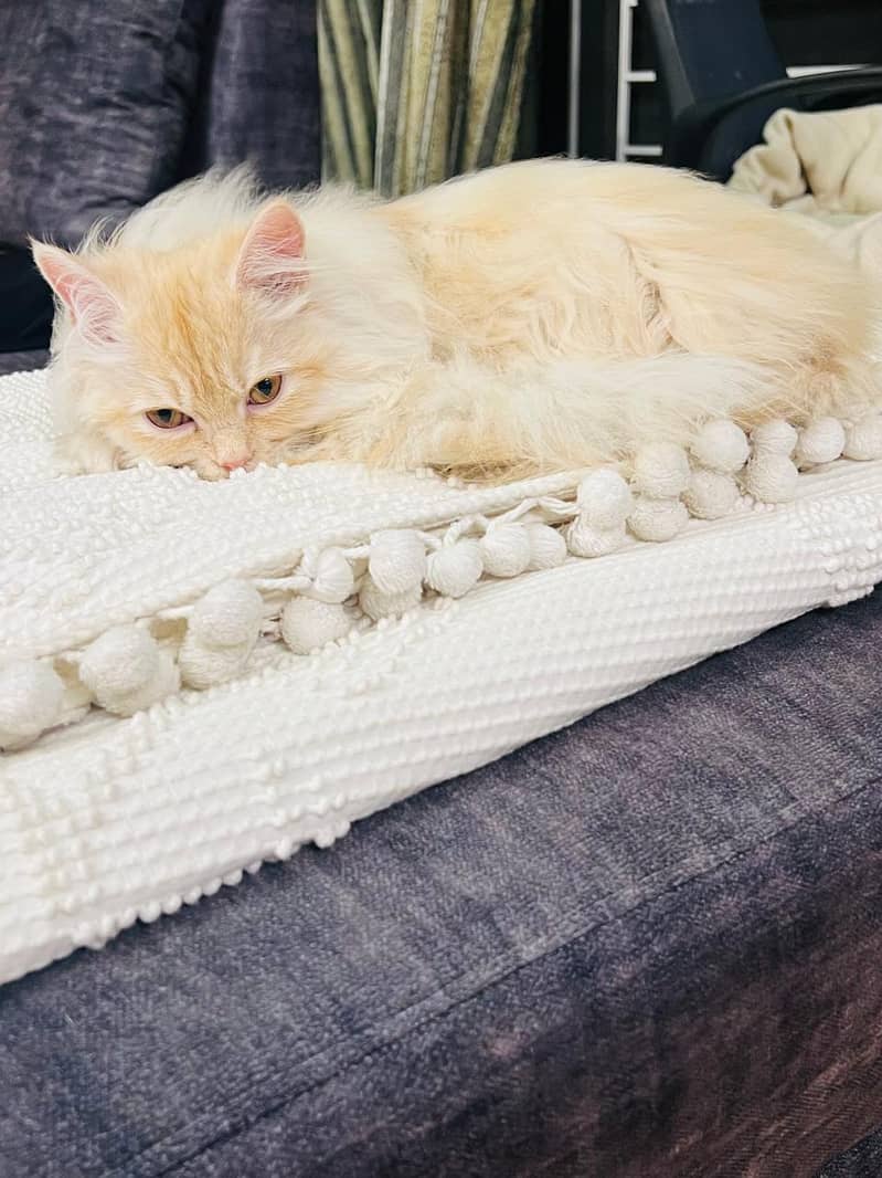 Persian Cat // triple coat kitten // Persian kitten // Semi punch face 14