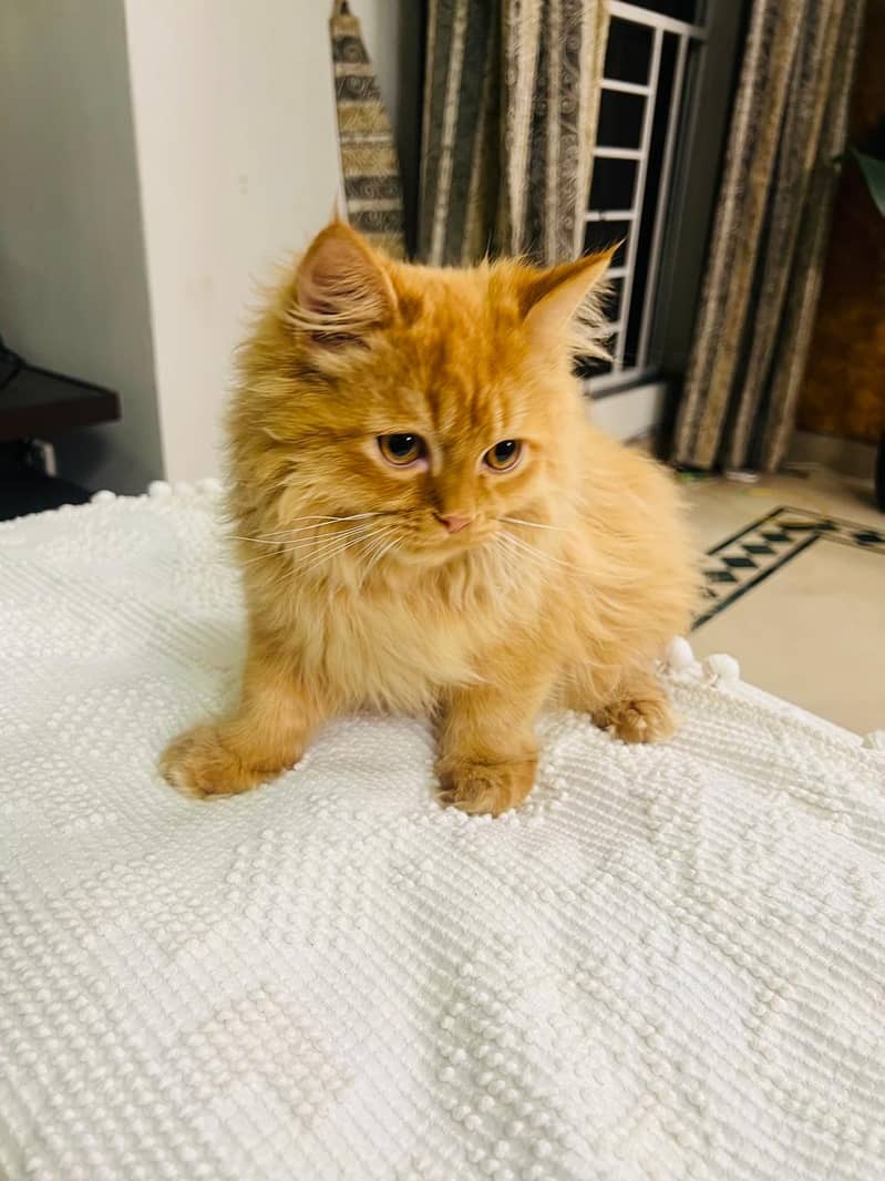 Persian Cat // triple coat kitten // Persian kitten // Semi punch face 15