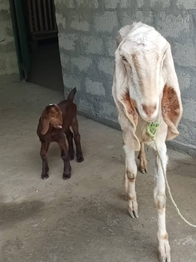 Beautiful Beetal (Nubian) Mother Goat with Kid - Second Birth! 0
