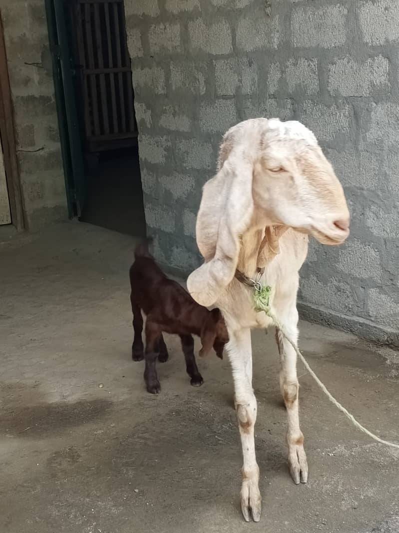 Beautiful Beetal (Nubian) Mother Goat with Kid - Second Birth! 1
