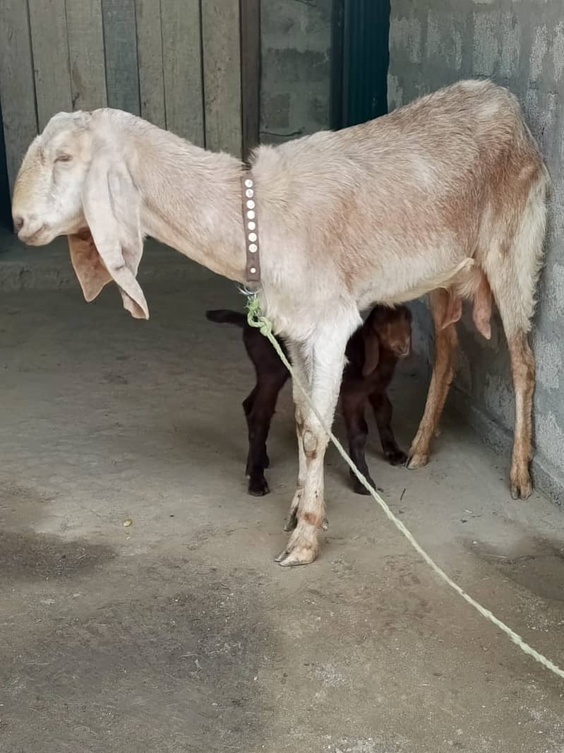 Beautiful Beetal (Nubian) Mother Goat with Kid - Second Birth! 2