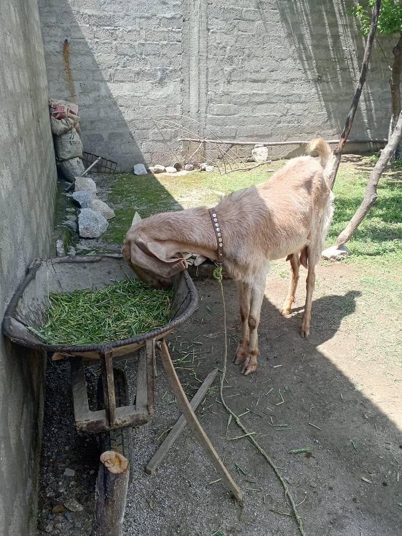 Beautiful Beetal (Nubian) Mother Goat with Kid - Second Birth! 4