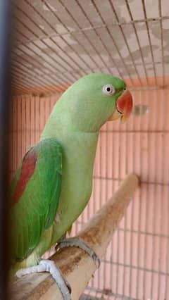 Raw Jumbo size tamed talkative female available.