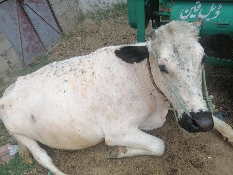 cows fast timer 0