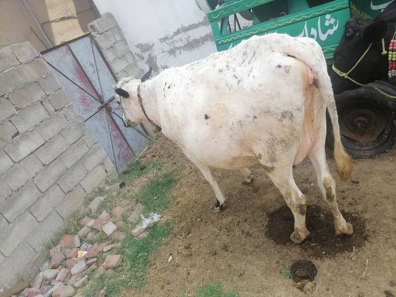 cows fast timer 1