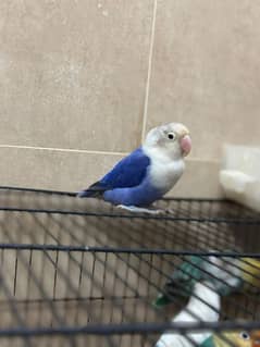Voilet Fisher Female and Blue opaline Male love birds