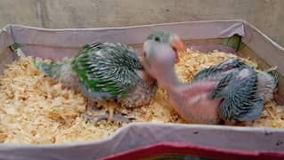 cocktail chick's