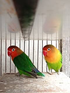 Lovebird