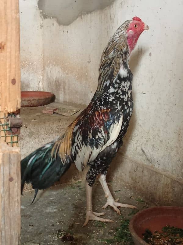 Aseel Mianwalli Black Java Cheena Pair 0