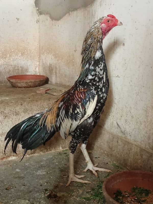 Aseel Mianwalli Black Java Cheena Pair 1