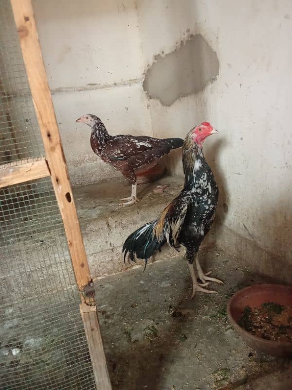 Aseel Mianwalli Black Java Cheena Pair 4