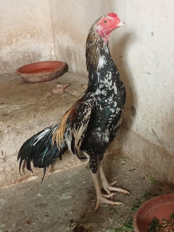 Aseel Mianwalli Black Java Cheena Pair 5
