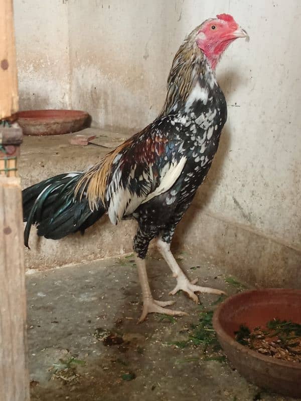 Aseel Mianwalli Black Java Cheena Pair 7