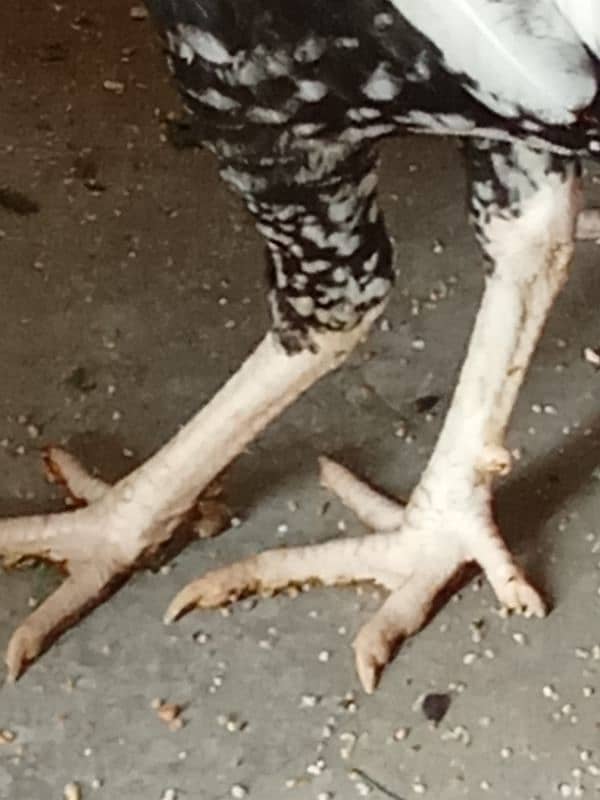 Aseel Mianwalli Black Java Cheena Pair 9