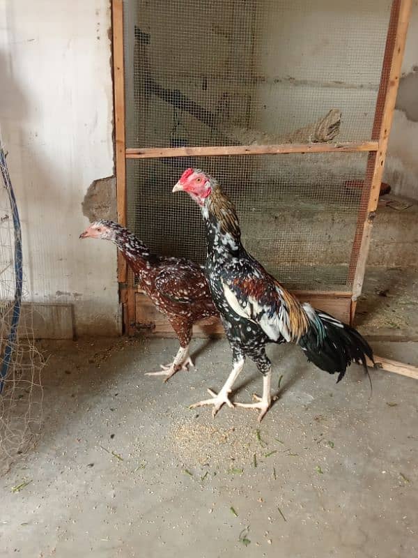 Aseel Mianwalli Black Java Cheena Pair 10