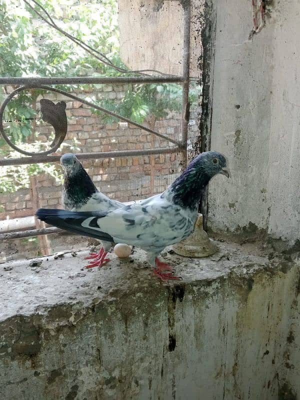 mian sub wala golden pair 0