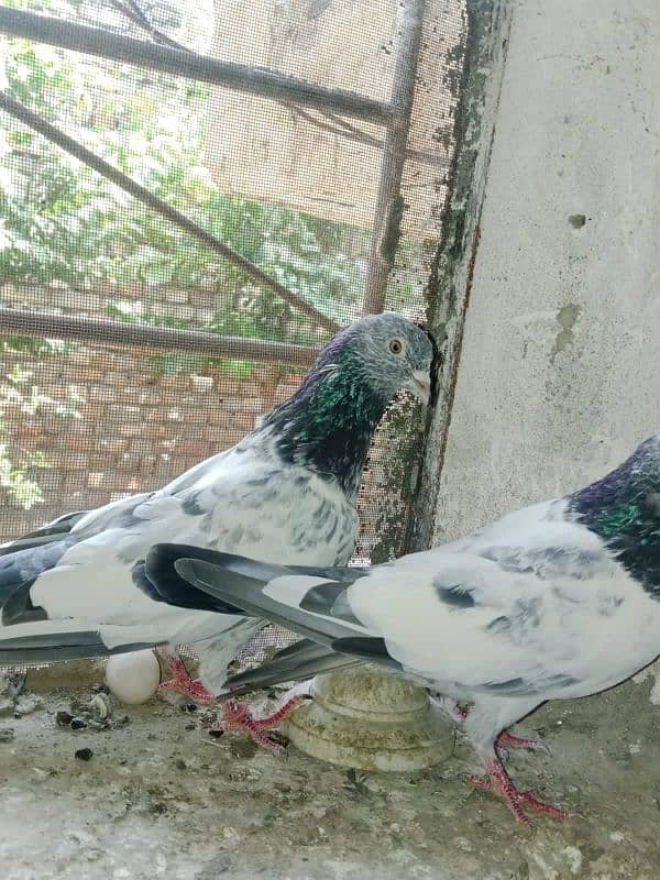 mian sub wala golden pair 1