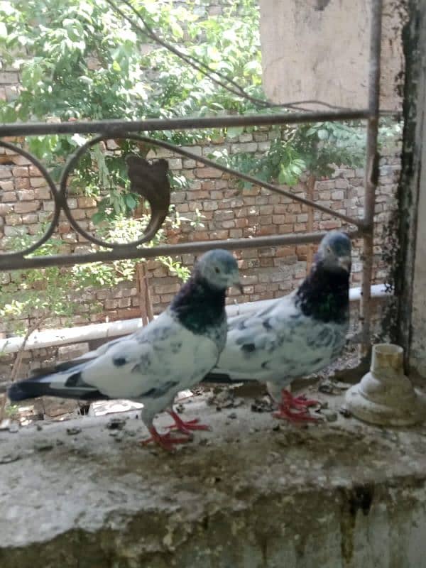 mian sub wala golden pair 2
