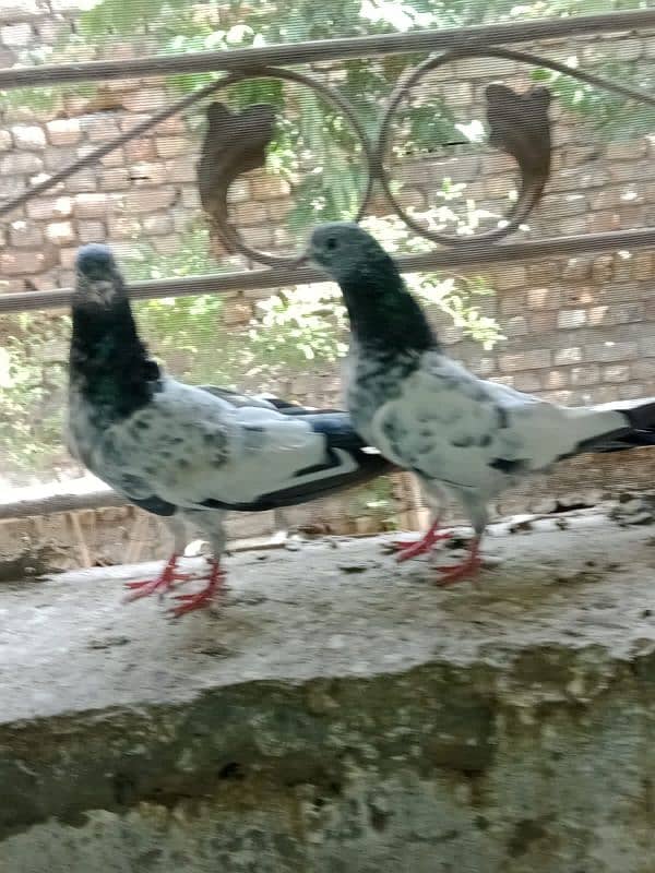 mian sub wala golden pair 3