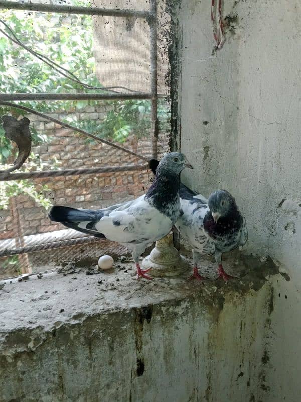 mian sub wala golden pair 4