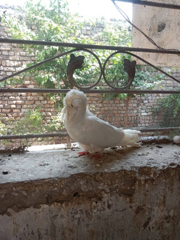 mian sub wala golden pair 5